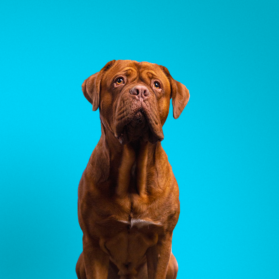 Youp, de kantoorhond van Bigfish